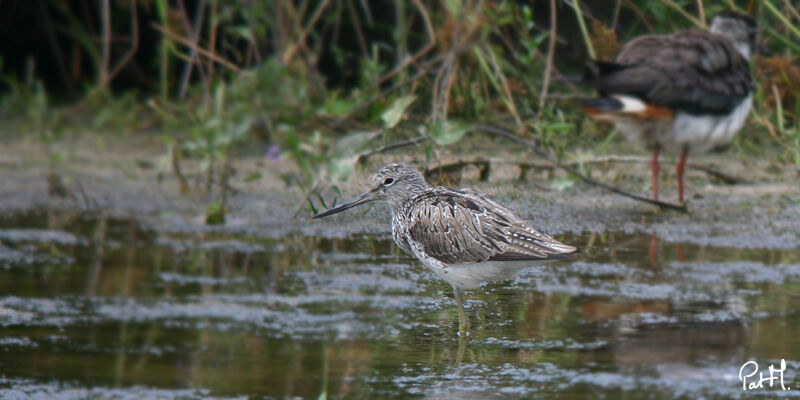 Common Greenshank, identification