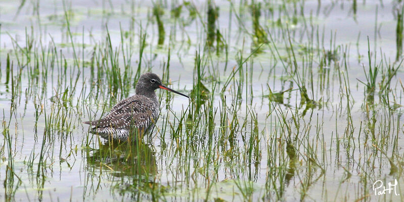 Chevalier arlequin, identification