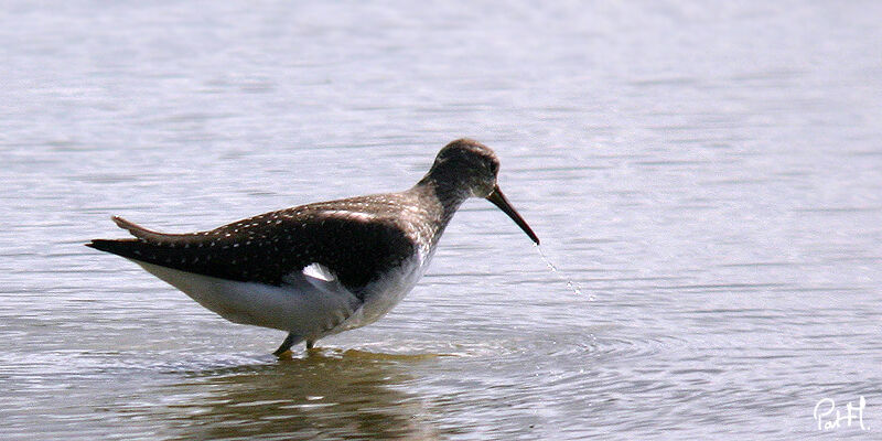 Green Sandpiper, identification