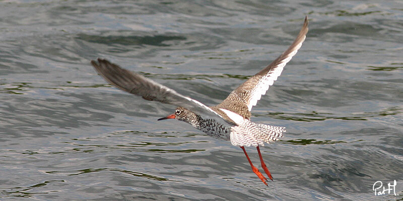 Common Redshank, Flight