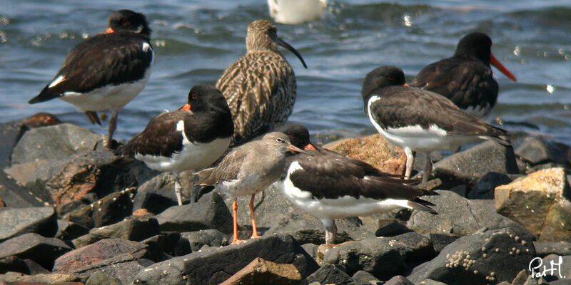 Common Redshank, identification, Behaviour