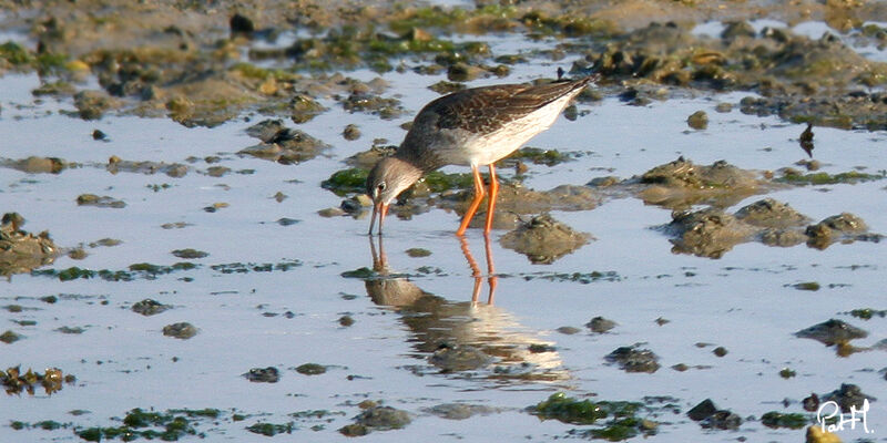 Common Redshank, feeding habits, Behaviour