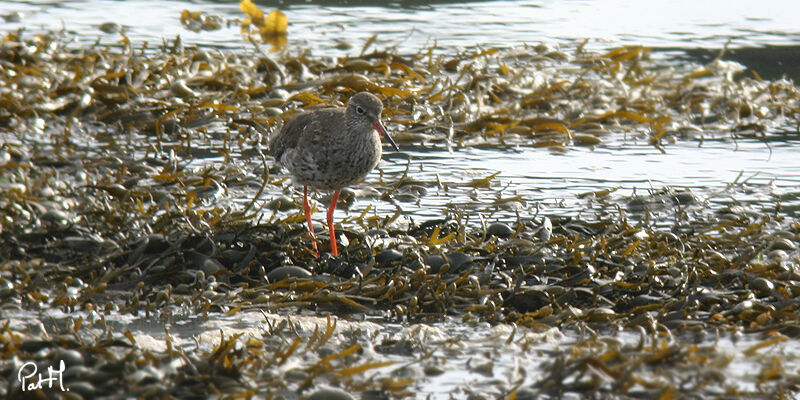 Common Redshank, identification, feeding habits, Behaviour