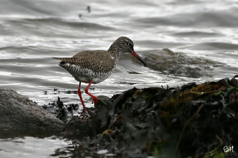 Common Redshank, identification