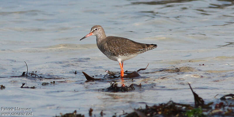 Common Redshankadult post breeding, identification