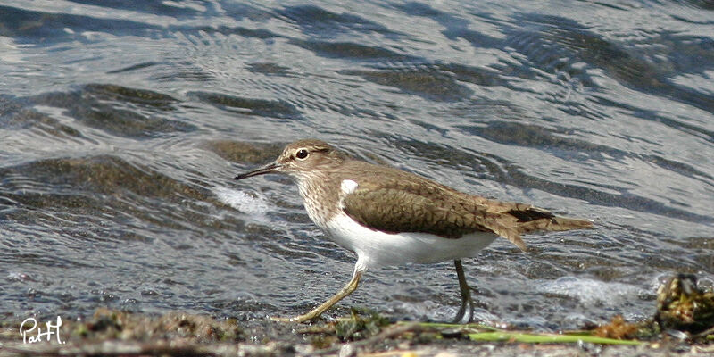 Common Sandpiper, identification