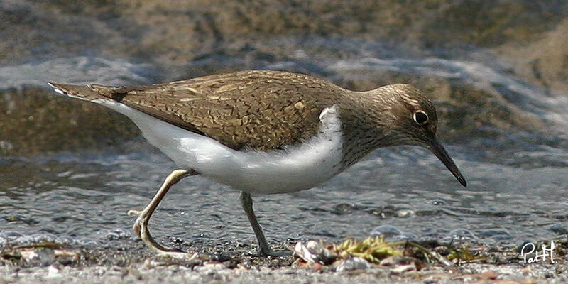 Chevalier guignette, identification