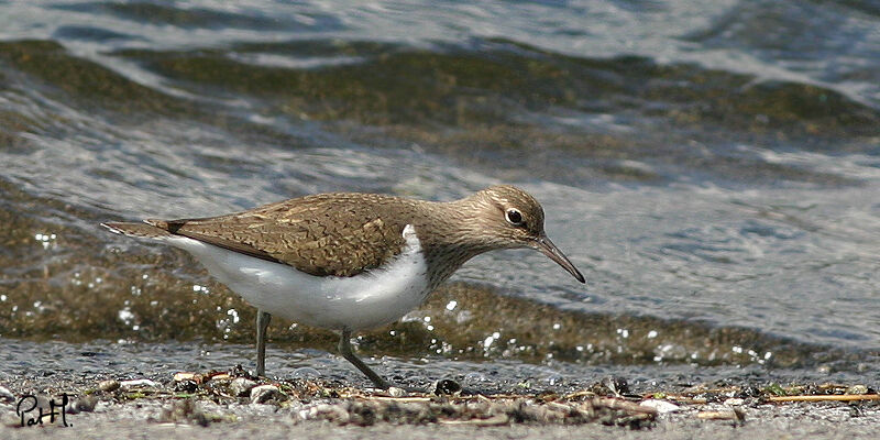 Chevalier guignette, identification