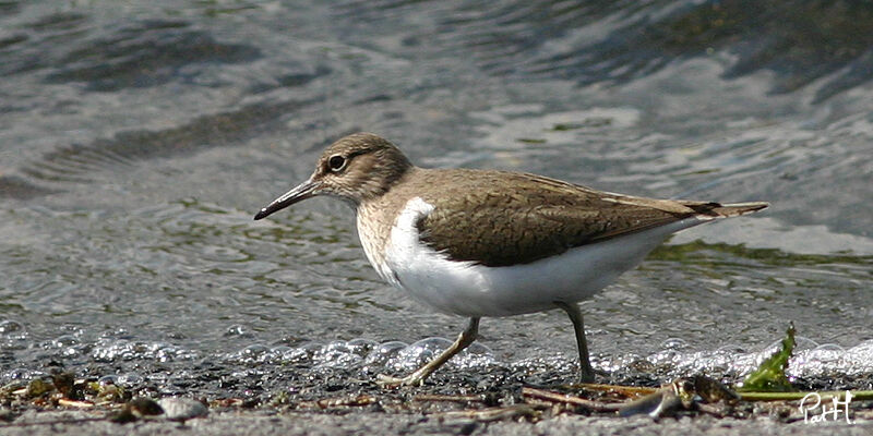 Chevalier guignette, identification