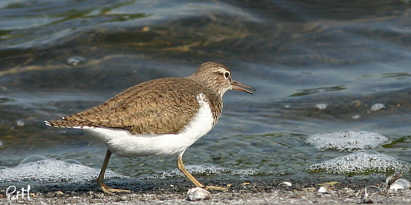 Chevalier guignette, identification