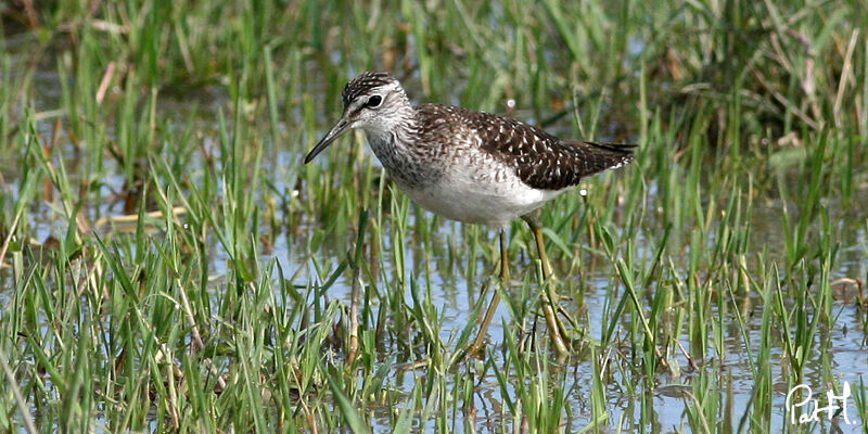 Wood Sandpiper, identification, feeding habits