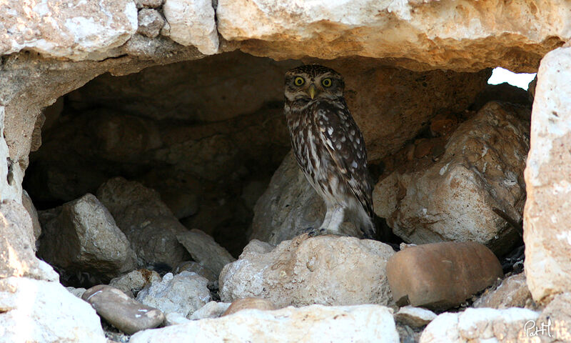 Little Owl