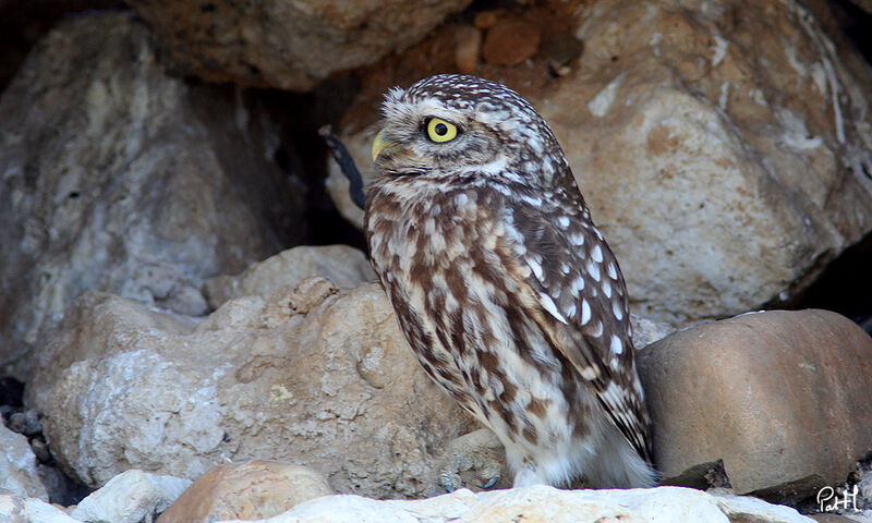 Little Owl