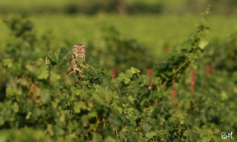 Little Owl