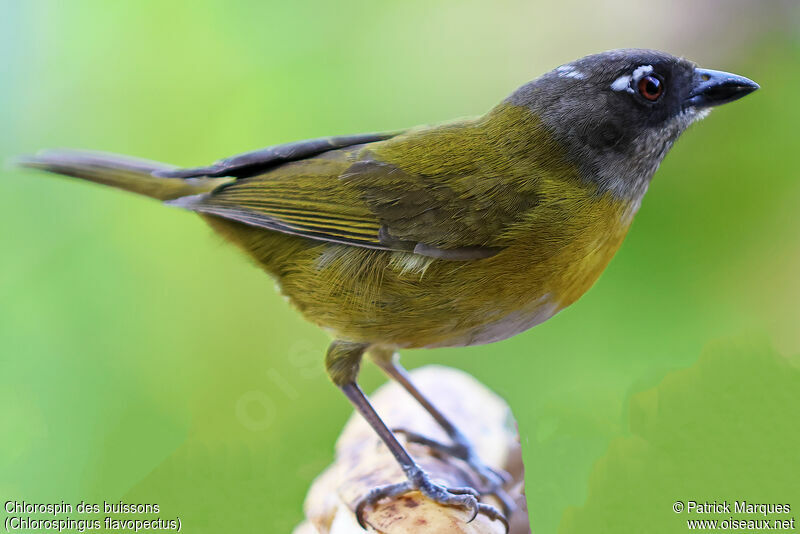 Common Chlorospingus male adult, identification