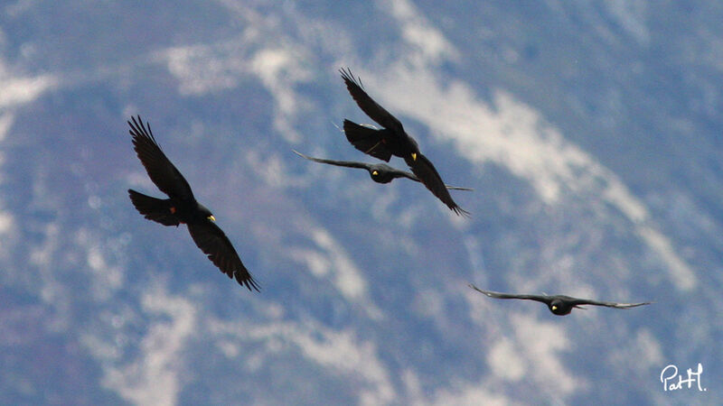 Alpine Choughadult, Flight