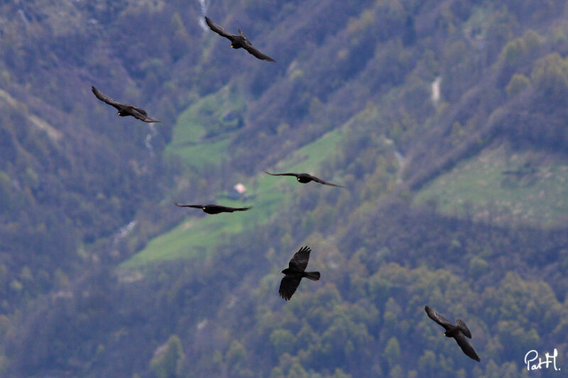 Chocard à bec jauneadulte, identification, Vol, Comportement