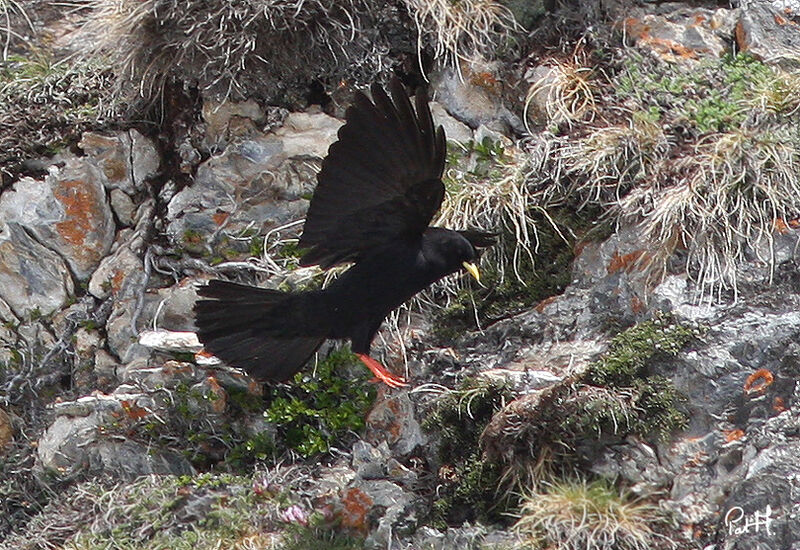 Chocard à bec jauneadulte, identification, Comportement