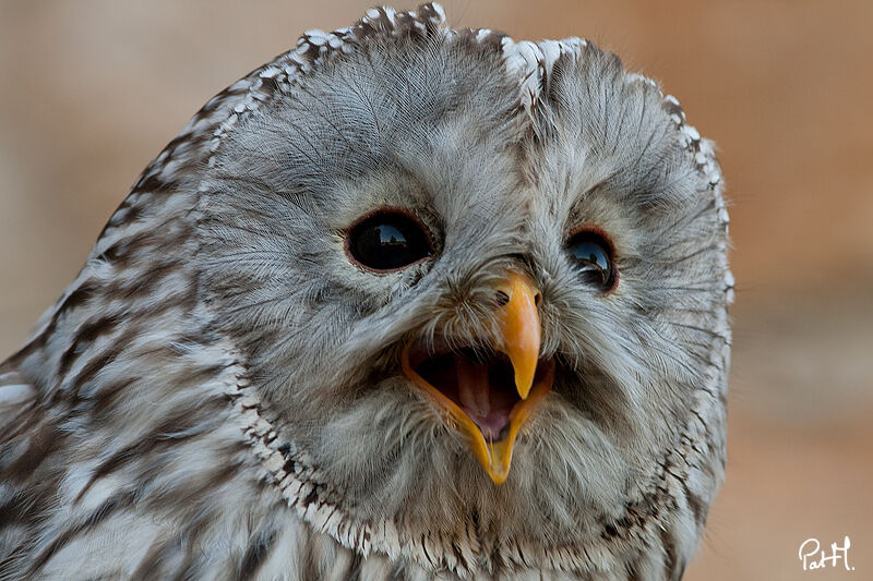 Ural Owl, identification