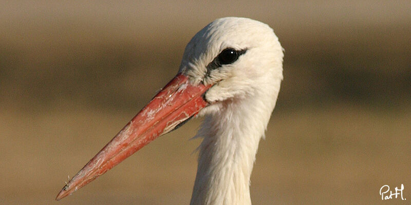 Cigogne blancheadulte, identification