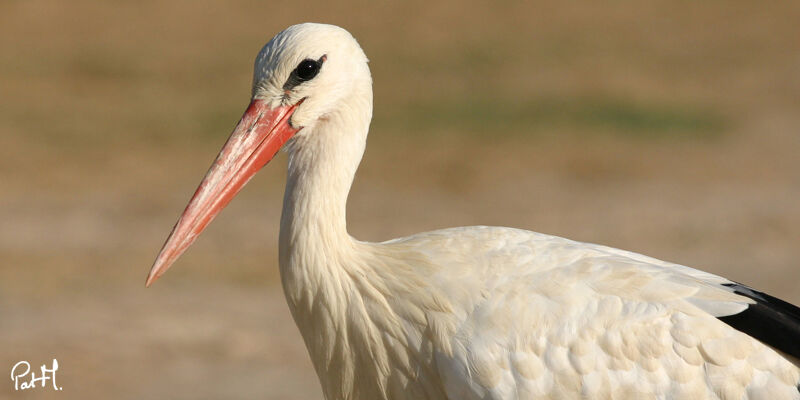 Cigogne blanche, identification