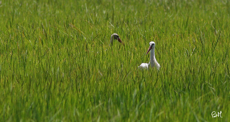 White Stork, identification, feeding habits, Behaviour