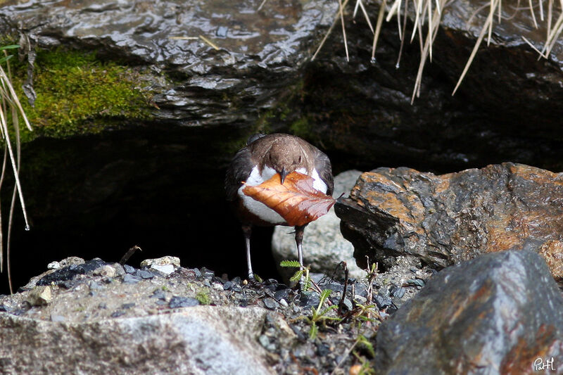 White-throated Dipper, Behaviour