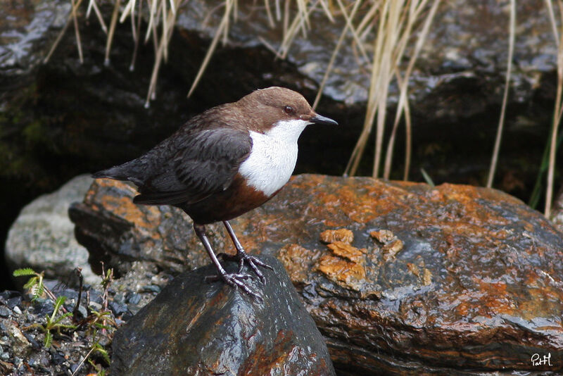 White-throated Dipper