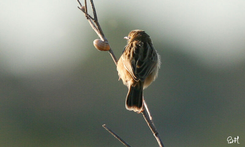 Zitting Cisticola