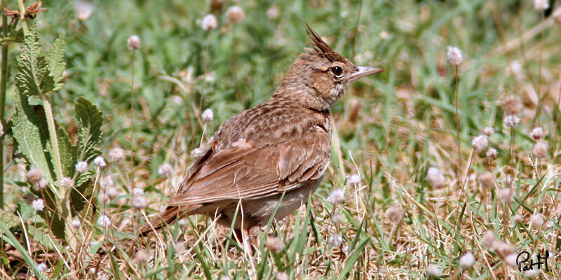 Crested Lark, identification