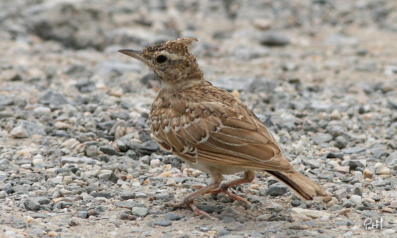 Crested Lark