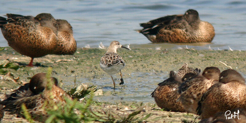 Ruffadult post breeding, identification