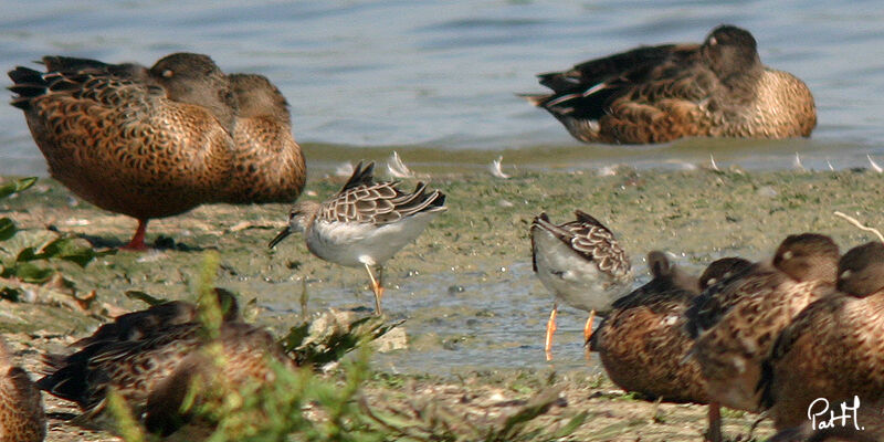 Ruffadult post breeding, feeding habits, Behaviour