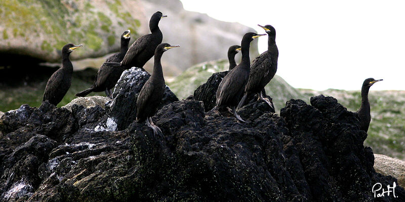 European Shagadult, identification, Behaviour