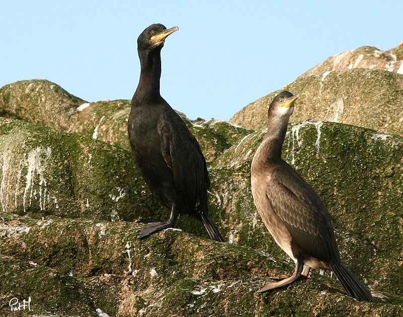 Cormoran huppé, identification, Comportement