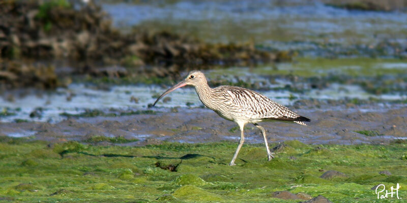 Eurasian Curlewadult, identification