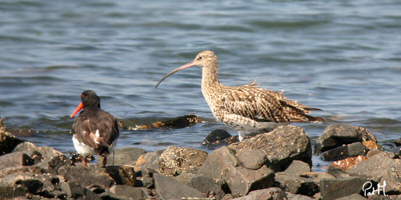 Eurasian Curlewadult, identification