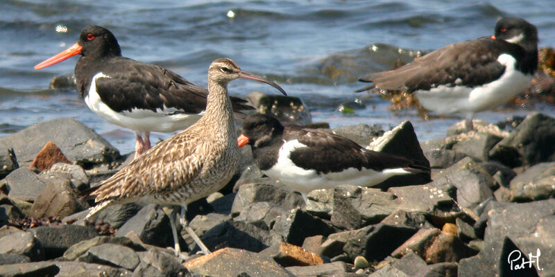 Eurasian Whimbreladult, identification