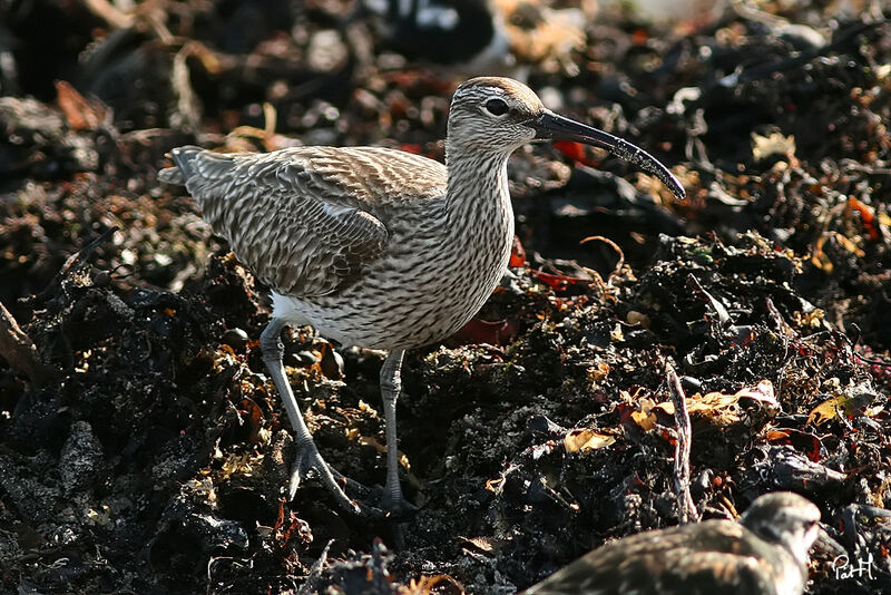 Eurasian Whimbrel, identification