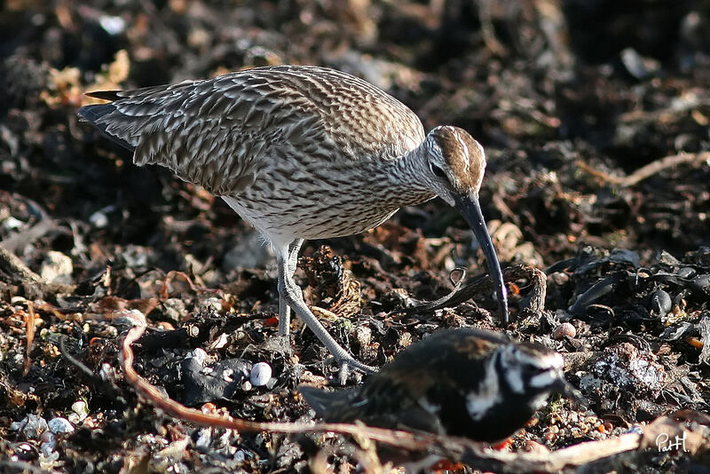 Eurasian Whimbrel, identification, feeding habits, Behaviour