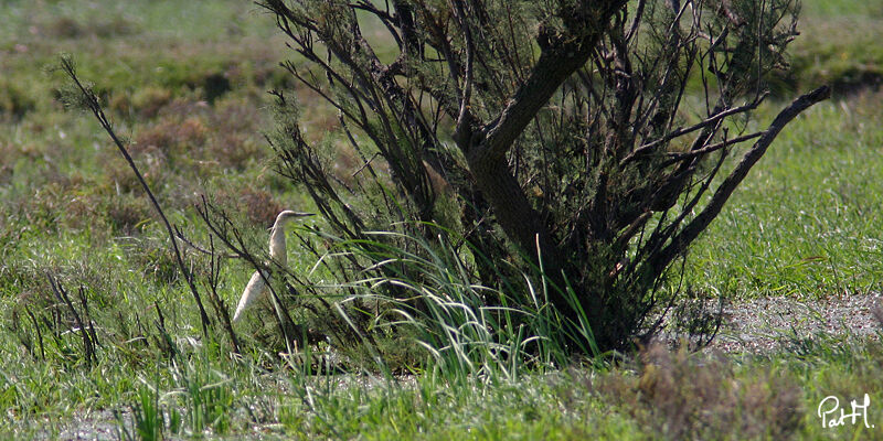 Squacco Heron, identification