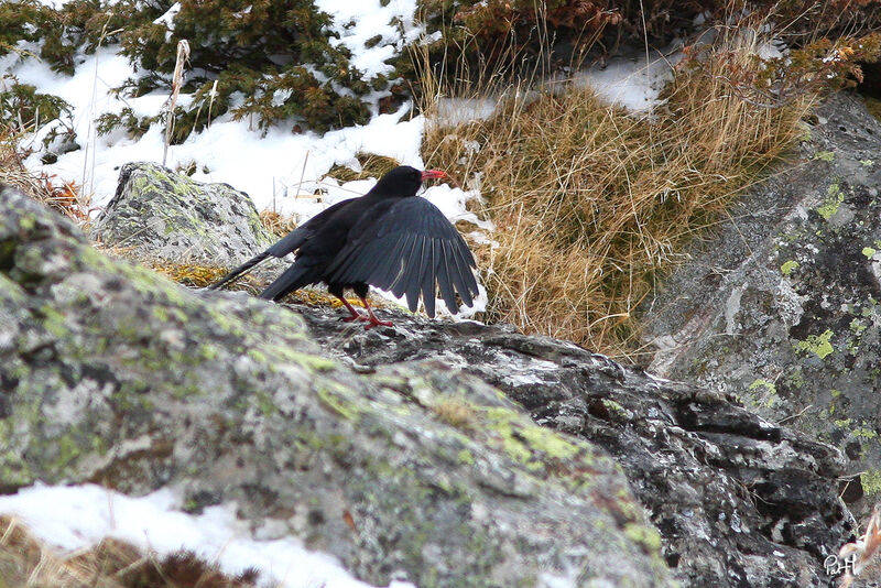 Red-billed Chough