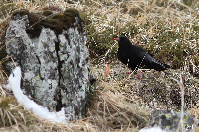 Red-billed Chough