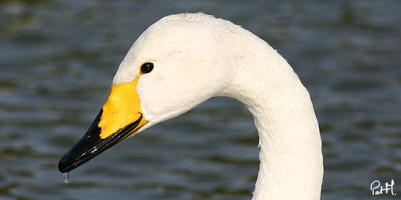 Cygne chanteur, identification