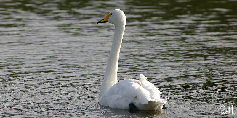 Whooper Swan, identification