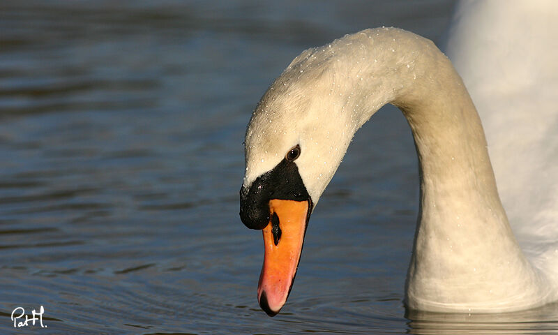 Cygne tuberculé, identification