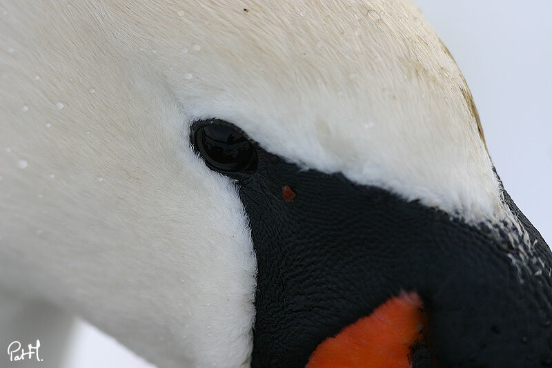 Cygne tuberculé, identification