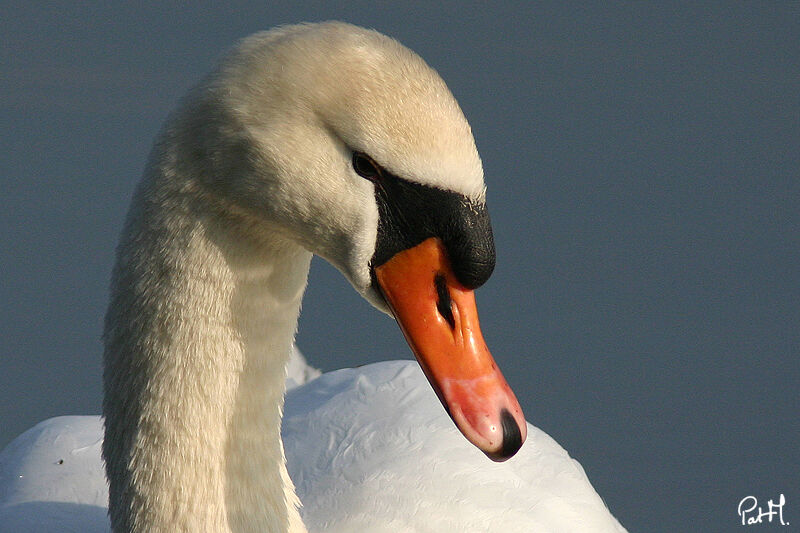 Mute Swan, identification