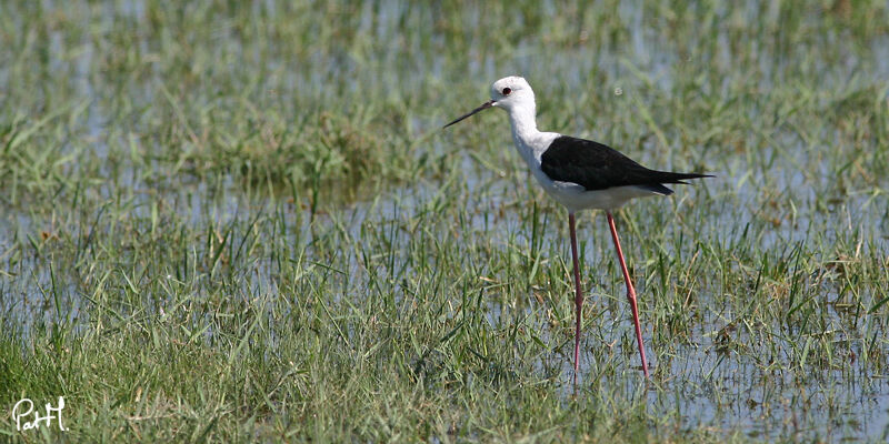 Échasse blanche, identification