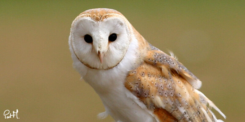 Western Barn Owl